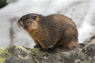 Sarı Göbekli Marmot (Marmota flaviventris), Rocky Dağları Ulusal Parkı 'ndaki en büyük kemirgendir. Colorado, ABD.
