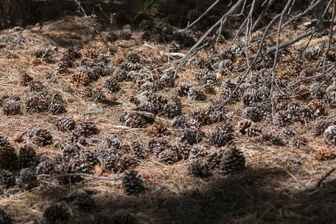 Colorado, ABD 'de bir kozalak ormanında yerde birçok kuru kozalak var..