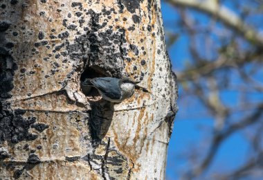Ağaç kırlangıcı yavru kuş yuvadan uçmaya hazır. Rocky Dağları Ulusal Parkı, Colorado, ABD