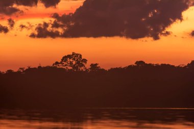 Şafakta parlak turuncu gökyüzü ve zıt ağaç siluetleri. Rio Negro, Brezilya 'daki Amazon Nehri' nin bir parçası..