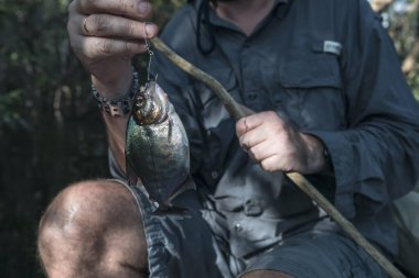 A man holds a freshly caught piranha on a fishing rod. Fishing at the Amazon river, Brazil. clipart