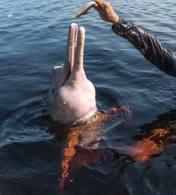 Amazon River dolphin with an open beak and visible teeth is ready to accept a treat from a person. Pink dolphin from Brazil, also called 