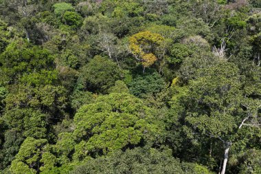 Yoğun Amazon ormanı yukarıdan çekilmiş. Yoğun ağaç gölgeleri neredeyse hiç ışık geçirmiyor. Hava fotoğrafı, Brezilya. Yukarıdan Orman.