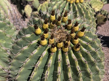 Küçük ananaslara benzeyen filizli Ferocactus pottsii kaktüsünün tepesi. Oldukça sıra dışı bir kaktüs bitkisi. Arizona, ABD