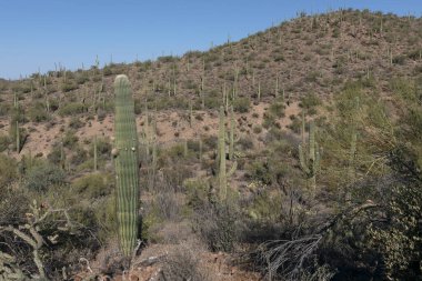 Büyük bir saguaro cactio popülasyonu çerçevedeki tüm görünür alanı kaplar. Saguaro Ulusal Parkı, Arizona, ABD.