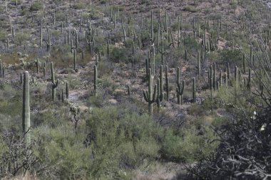 Tepenin yamacındaki birçok saguaro kaktüsü. Saguaro Ulusal Parkı, Arizona, ABD..
