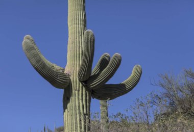 Parlak mavi gökyüzüne karşı bir sürü kolları olan büyük saguaro kaktüsü. Saguaro Ulusal Parkı, Arizona, ABD.