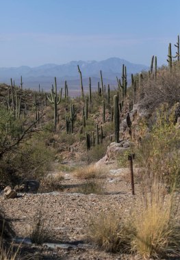 Bir yürüyüş patikası, arka planda sisli dağlar olan saguaro kaktüslerinden oluşan bir orman boyunca esiyor. Saguaro Ulusal Parkı, Arizona, ABD.