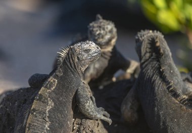 Galapagos Adaları, Ekvador 'da güneşlenen üç deniz iguanası grubu.