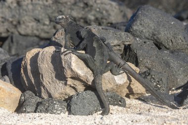 Deniz iguanası güneşte güneşlenirken komik bir poz veriyor. Galapagos Adaları (Ekvador)