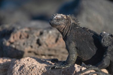 Deniz iguanaları sadece Ekvador 'daki Galapagos Adaları' nda yaşar. Onlar, dünyada okyanusta zaman geçiren tek kertenkelelerdir. Deniz sürüngeni