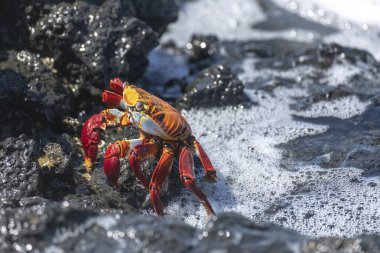 Sally Lightfoot yengeçleri, Galapagos Adaları 'nda ve Güney ve Orta Amerika' nın batı kıyılarında bulunan parlak renkli kıyı leş yiyicileridir.