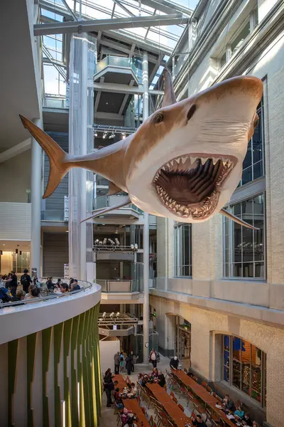 Washington, D.C. - 29 Kasım 2024: Mega dişli köpekbalığı Ulusal Doğal Tarih Müzesi 'ndeki yeni yemek alanının üzerinde asılı duruyor. Megalodon köpekbalığı modeli.