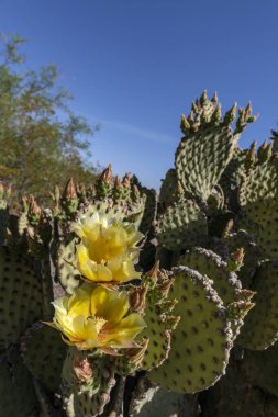 Parlak mavi gökyüzüne karşı parlak sarı çiçekli dikenli Armut kaktüsü. Big Bend Ulusal Parkı, Teksas, ABD 'de Opuntia nemifusa.