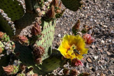 Bir arı, Kör Dikenli Armut kaktüsünden nektar toplar. Opuntia rufida, Teksas 'ın güneybatısında ve Meksika' nın kuzeyinde kayalık yamaçlarda yetişen dikenli bir kaktüs türüdür..