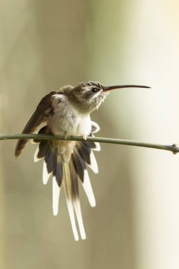 Bir ağacın dalındaki kuş.