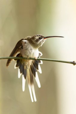 Bir dala tünemiş sinekkuşu kuyruğunu açıyor.