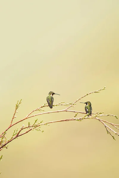 Bir Ağacın Dalındaki Kuş — Stok fotoğraf