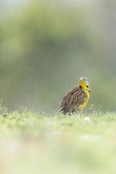 Colored Bird Grass Rainy Day — Stock Photo, Image
