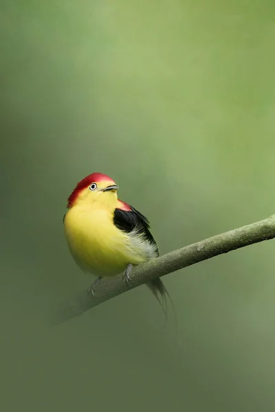 small three-colored bird perched on a branch in the forest, manakin