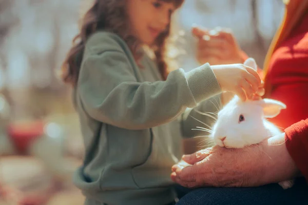 Маленька Дівчинка Пестить Маленького Кроленя Від Своєї Бабусі — стокове фото