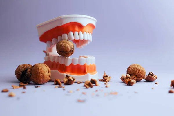 Denture Medical Model Biting Hard Walnut Cracking Shells — Stok Foto