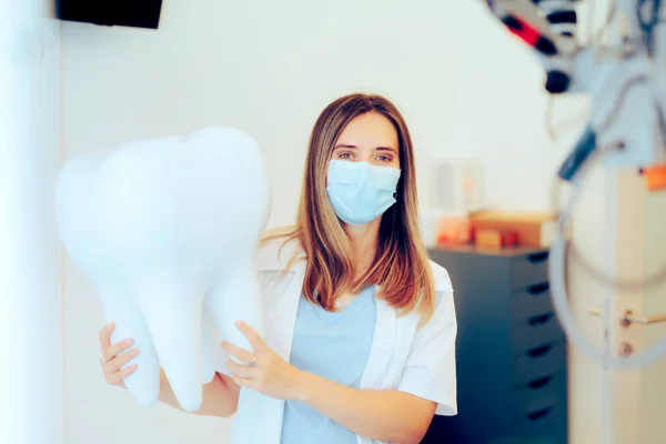 Zubařka Drží Velký Zub Model Stojící Své Kanceláři — Stock fotografie