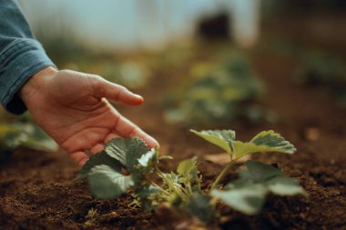 Baharda bahçede büyüyen bitkilere el bakımı.