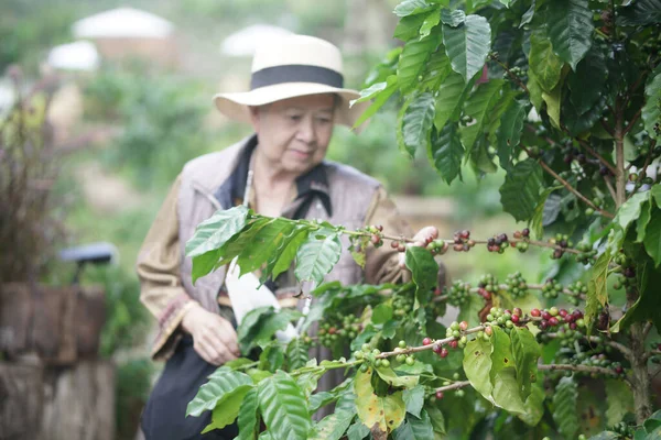 有咖啡树背景的老女园丁检查咖啡浆果的种植质量 农业种植园 — 图库照片