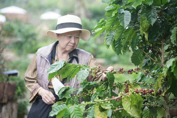 老农妇园丁检查咖啡浆果的种植质量 农业种植园 — 图库照片