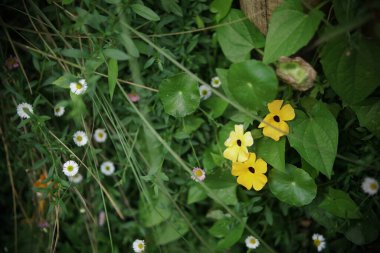 Thunbergia alata ya da siyah gözlü Susan Vine. Bahçede çiçek açan sarı turuncu çiçek.