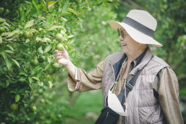 Bahçıvan yaşlı kadın bahçıvan. Bahçe bahçesinde portakal meyvesi hasadı kalitesini kontrol ediyor.