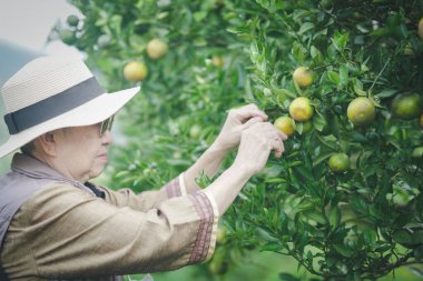 Bahçıvan yaşlı kadın bahçıvan. Bahçe bahçesinde portakal meyvesi hasadı kalitesini kontrol ediyor.