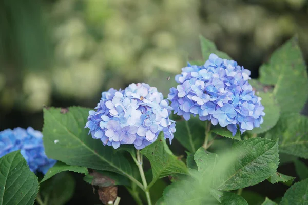 Голубой Фиолетовый Цветущий Цветок Гортензии Саду — стоковое фото