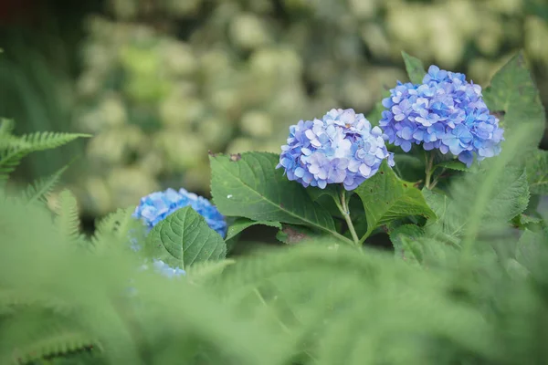 Голубой Фиолетовый Цветущий Цветок Гортензии Саду — стоковое фото