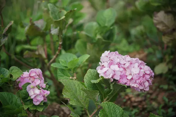 Розовый Цветущий Цветок Гортензии Саду — стоковое фото