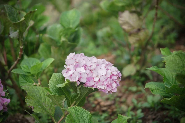 Розовый Цветущий Цветок Гортензии Саду — стоковое фото