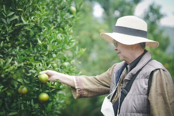 园林园老年女园艺师检测柑橘果实采收质量 — 图库照片