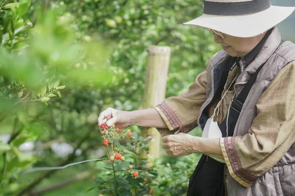 老年老年老妇人在花园农场采摘红覆盆子浆果 — 图库照片