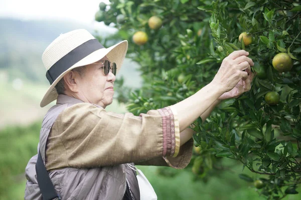 园林园老年女园艺师检测柑橘果实采收质量 — 图库照片