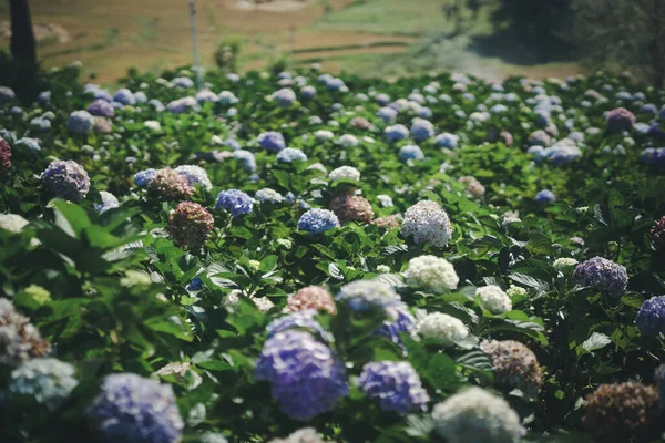 Садоводство Цветущих Гортензий — стоковое фото