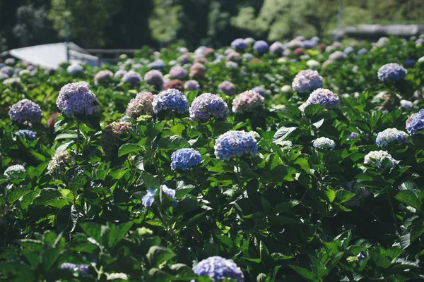 Virágzó Hortenzia Virág Mező Kert Kertészet — Stock Fotó
