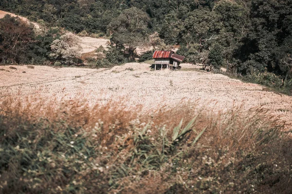 Hütte Hütte Hütte Reisfeldern Der Asiatischen Landschaft — Stockfoto