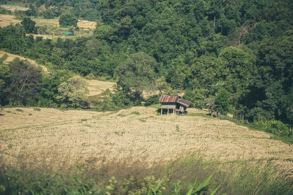 Домик Хижина Рисовом Поле Азиатской Сельской Местности — стоковое фото