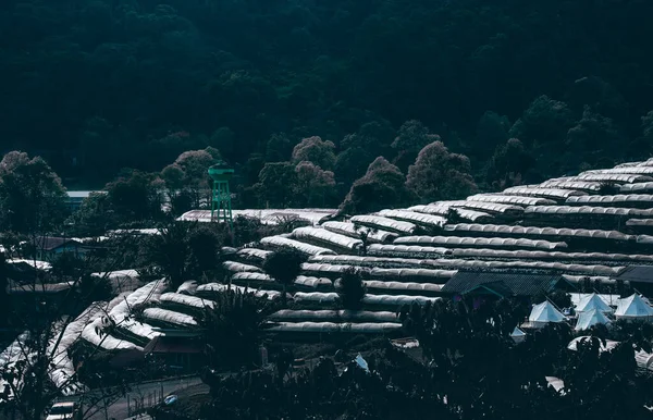 山地花卉栽培农场塑料屋顶 — 图库照片