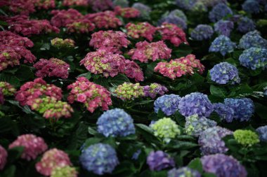 blooming hydrangea flower field garden horticulture at night
