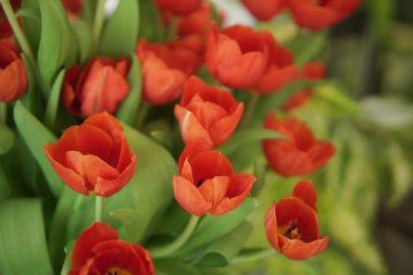 blooming red tulip flower bouquet decorating in vase