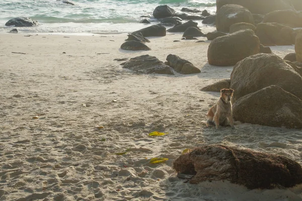 Καφέ Σκυλί Ξεκουράζεται Χαλαρώνοντας Τροπική Παραλία Άμμο Παραλία Παραθαλάσσια — Φωτογραφία Αρχείου