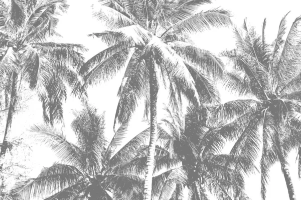 Liście Orzecha Kokosowego Izolat Białym — Zdjęcie stockowe