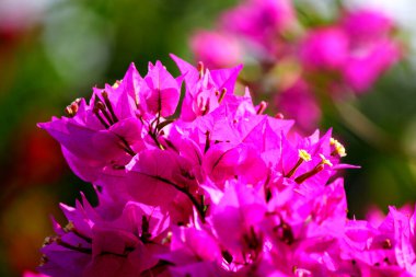 Fosforlu arka planda güzel pembe bougainvillea bouuet